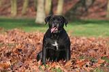 CANE CORSO 1342
